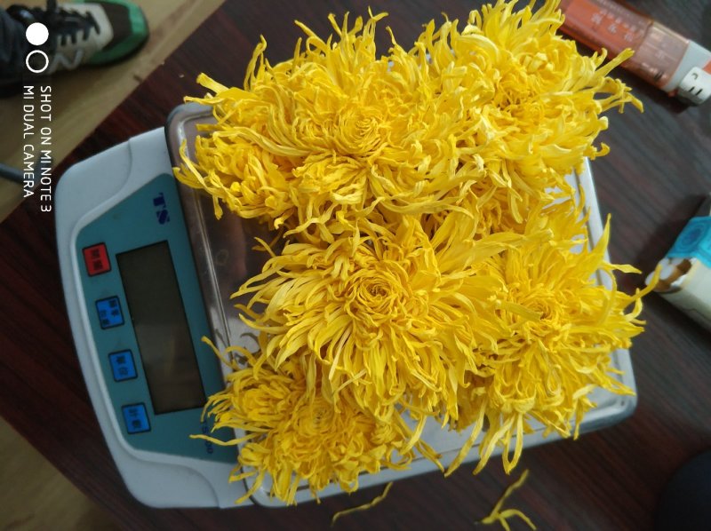 金丝皇菊