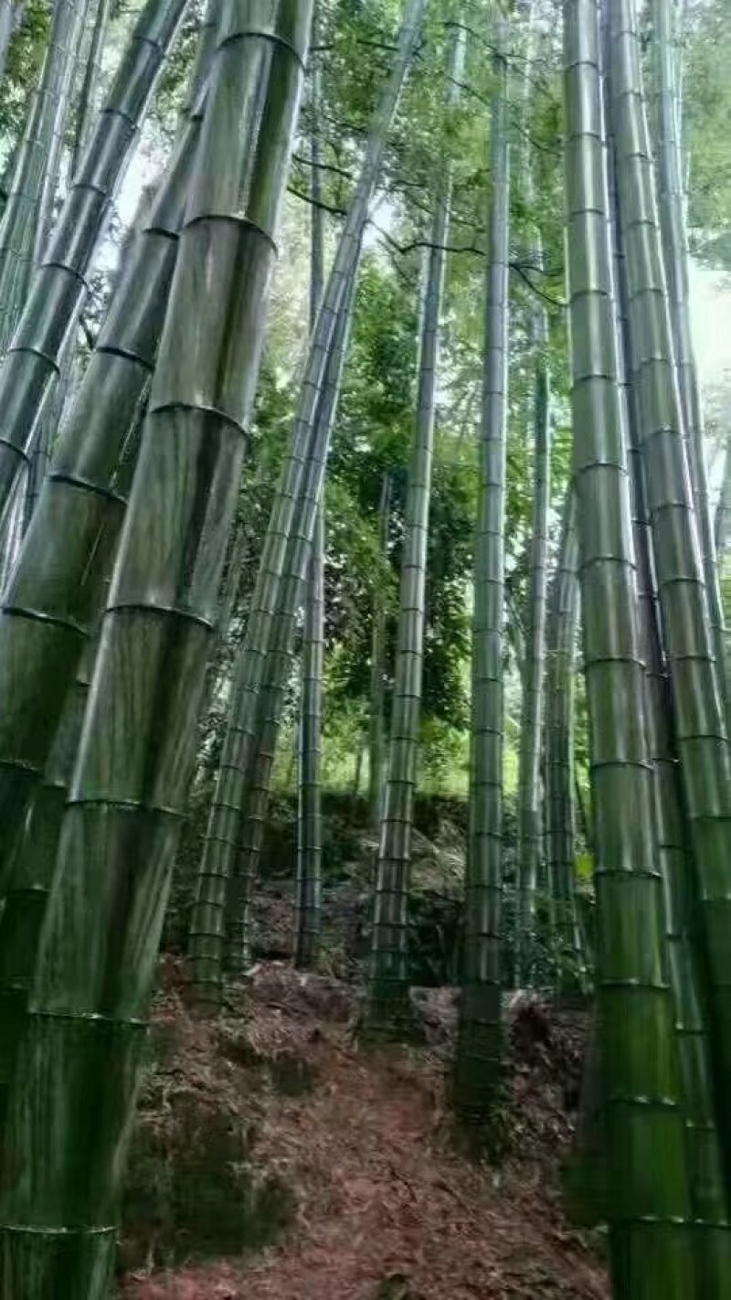 竹筒酒杨梅厂家大量现货