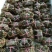 精品红膏大闸蟹礼盒4公3母10装