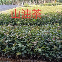 山油茶。油茶苗，白花油茶