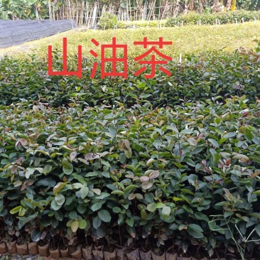 山油茶。油茶苗，白花油茶