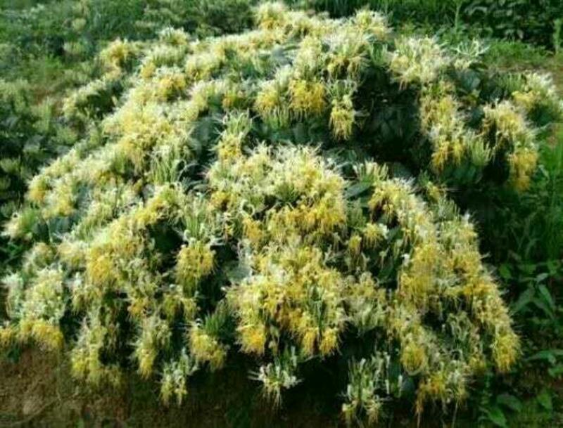 高产优良金银花种苗，适合长江黄河流域
