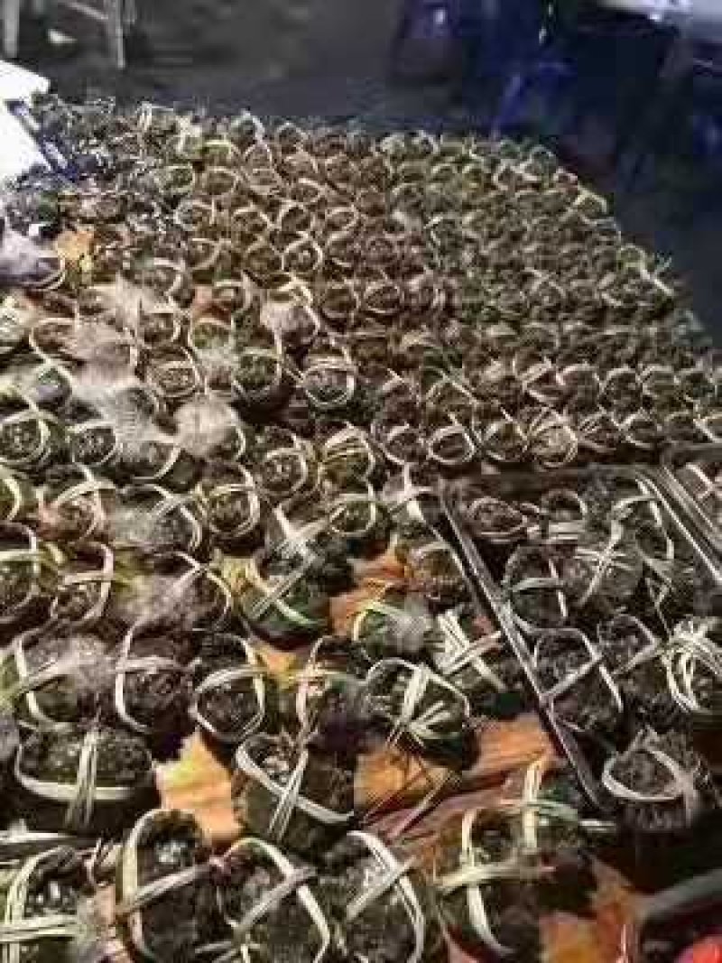 兴化红膏大闸蟹2.5两母