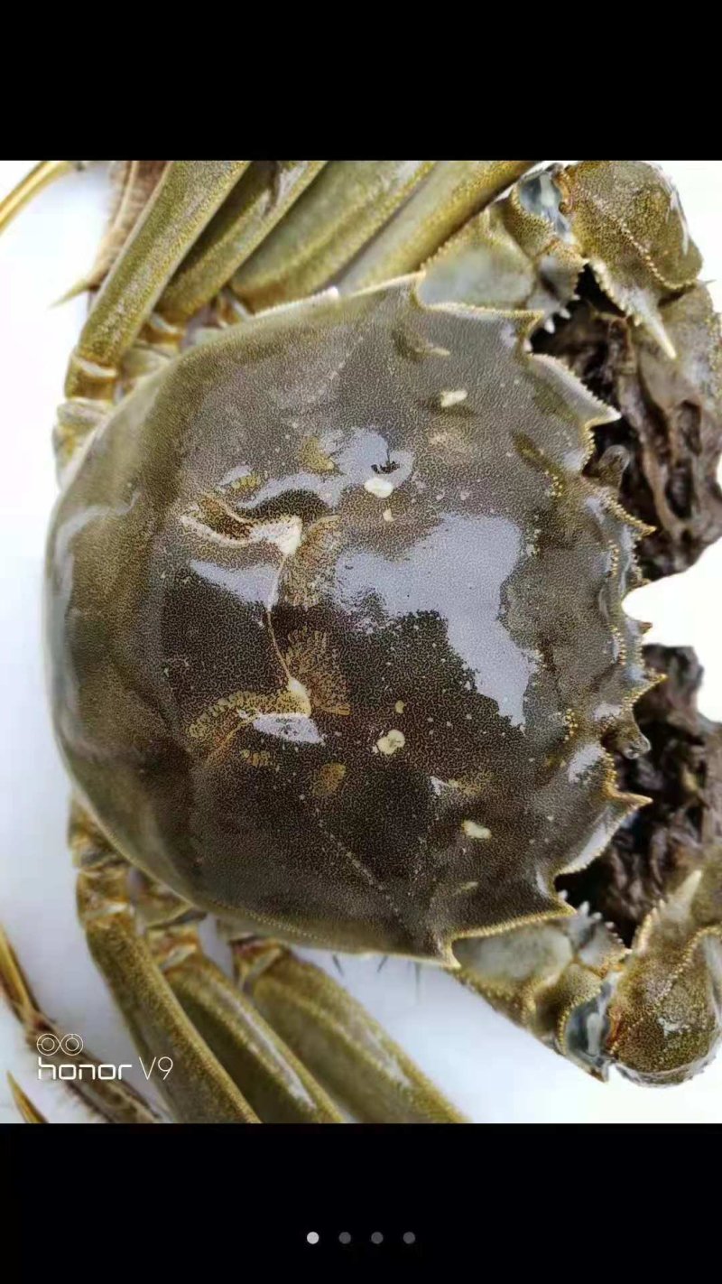 兴化红膏大闸蟹2.5两母