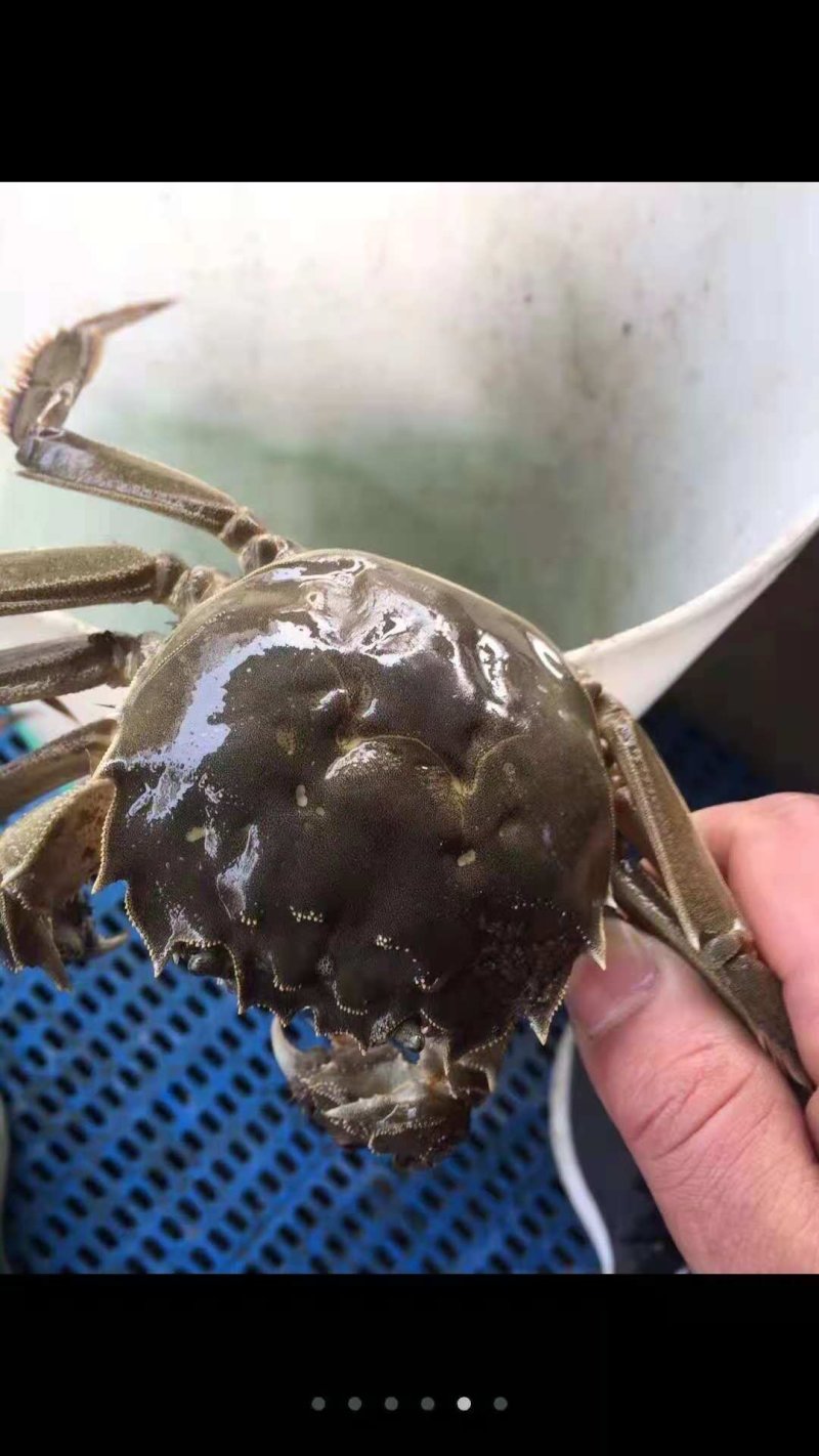 兴化红膏大闸蟹1.5公蟹河蟹老头蟹大闸蟹礼盒