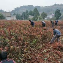 各类优质李子苗，基地直销，价格公道合理，品种纯度保证