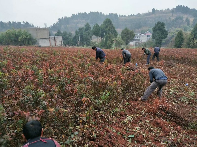 各类优质李子苗，基地直销，价格公道合理，品种纯度保证