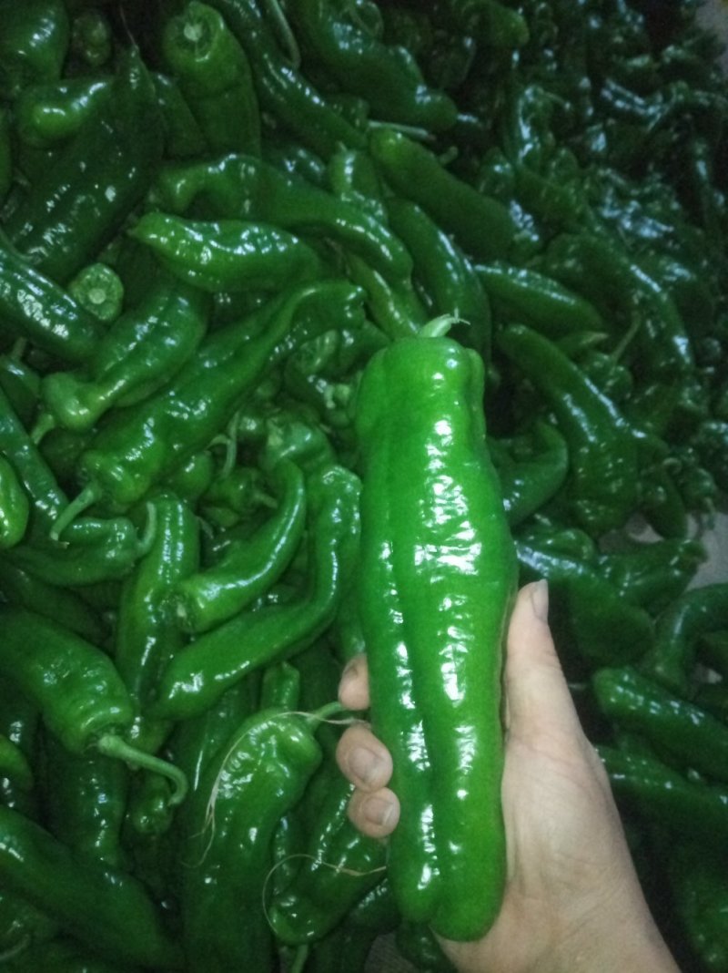 泡椒，黄皮椒，螺丝椒