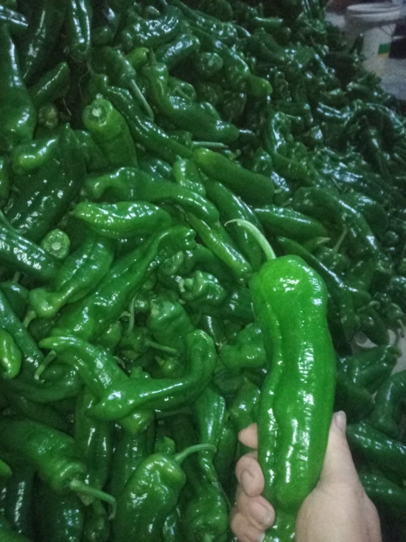 泡椒，黄皮椒，螺丝椒