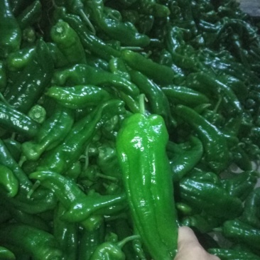 泡椒，黄皮椒，螺丝椒