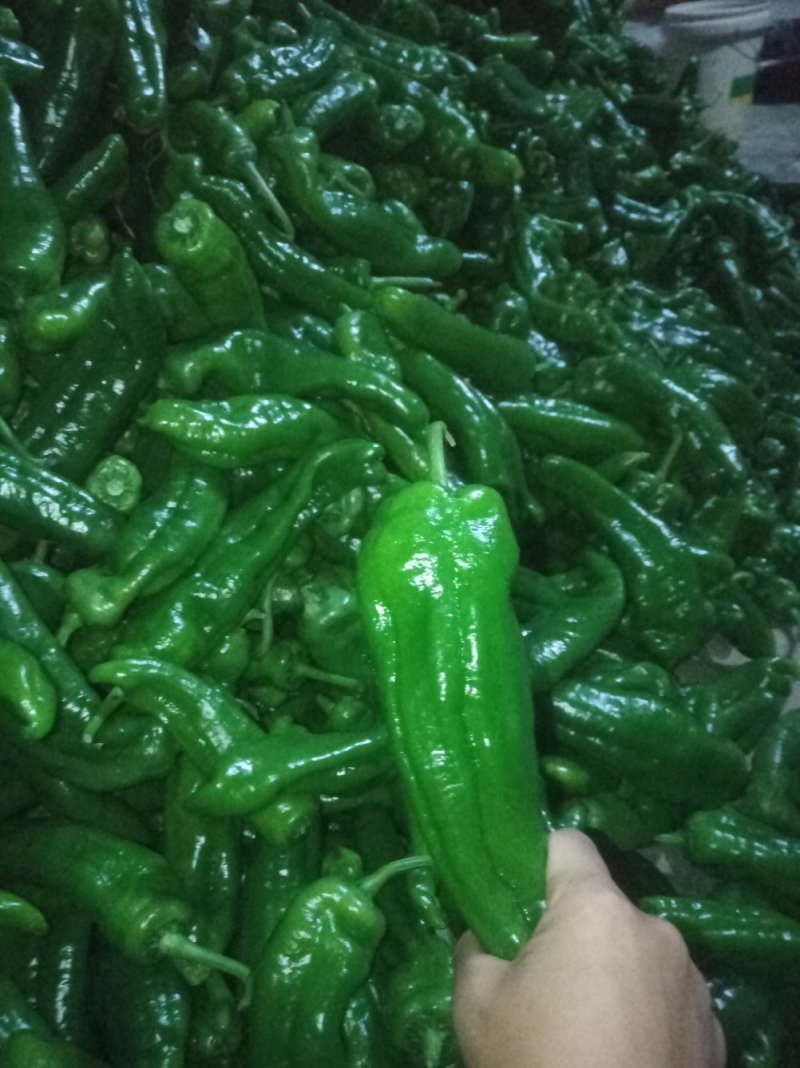 泡椒，黄皮椒，螺丝椒