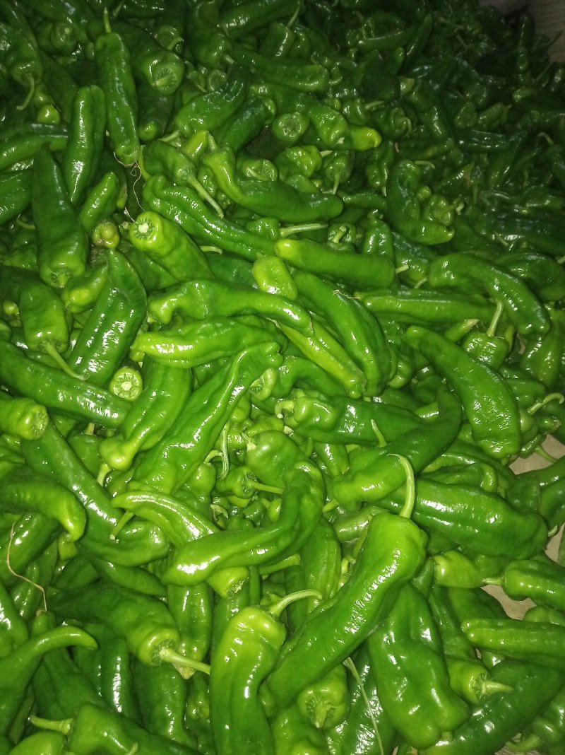 泡椒，黄皮椒，螺丝椒