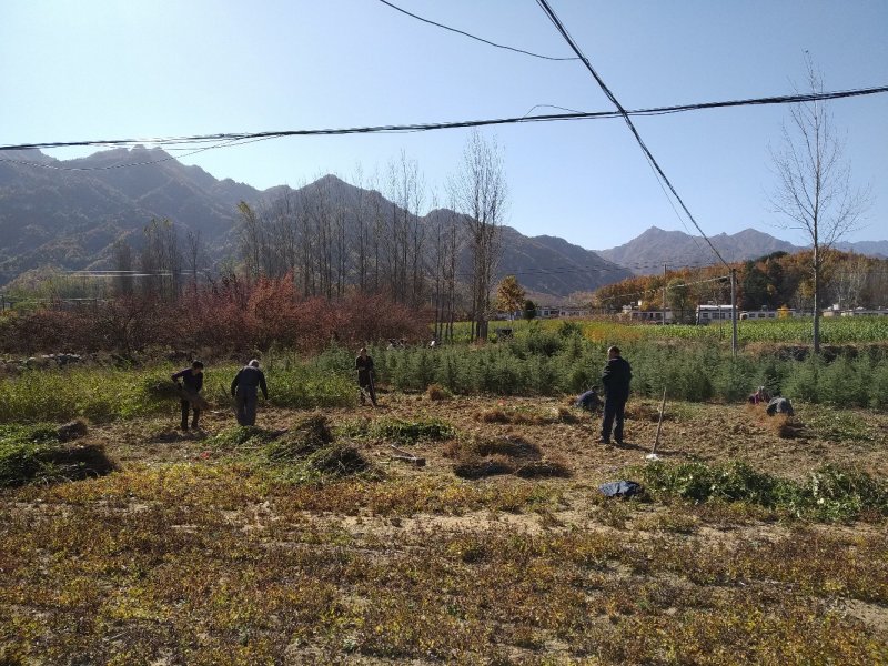 连翘苗药用连翘苗高产连翘河南连翘山西连翘大果连翘连翘