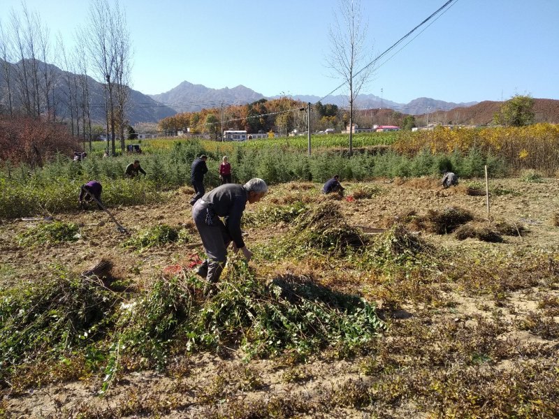 连翘苗药用连翘苗高产连翘河南连翘山西连翘大果连翘连翘