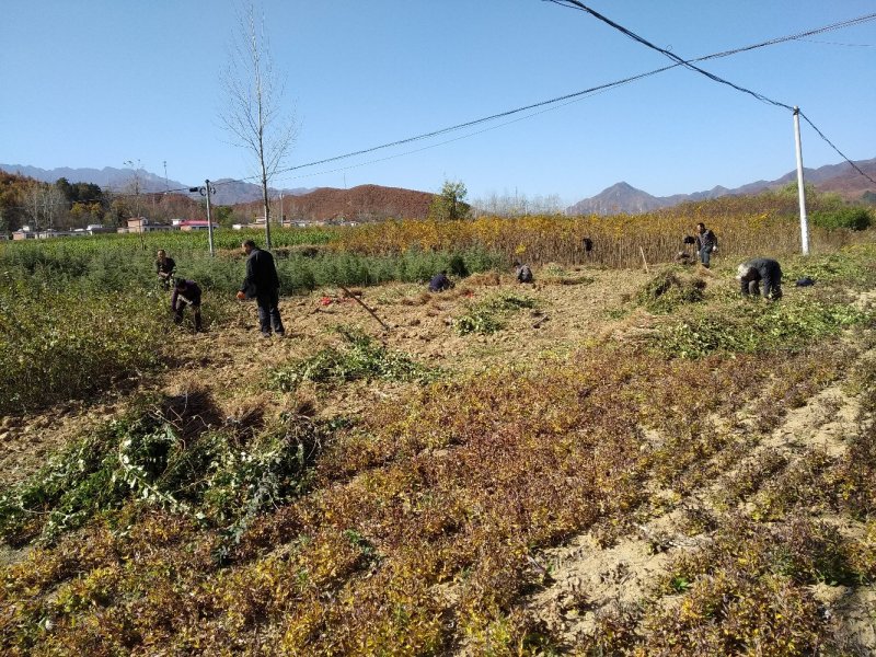 连翘苗药用连翘苗高产连翘河南连翘山西连翘大果连翘连翘