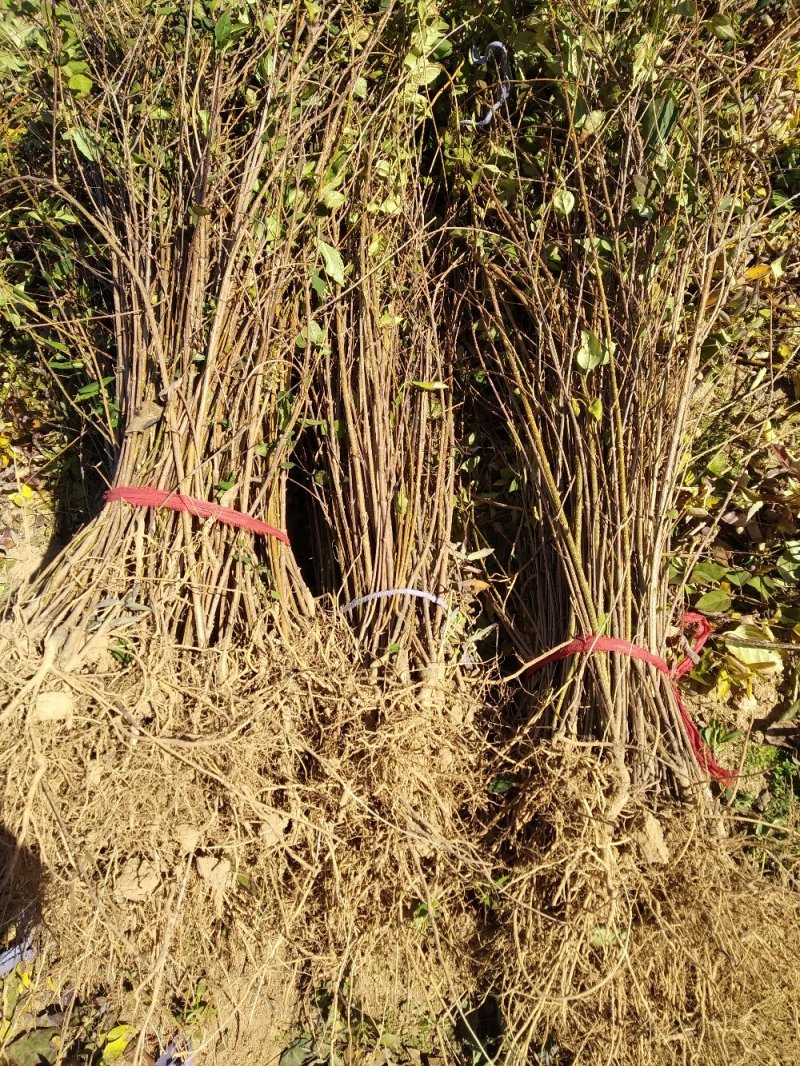 连翘苗药用连翘苗高产连翘河南连翘山西连翘大果连翘连翘
