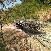 竹，毛竹，楠竹，可以按各种规格订制生产原竹