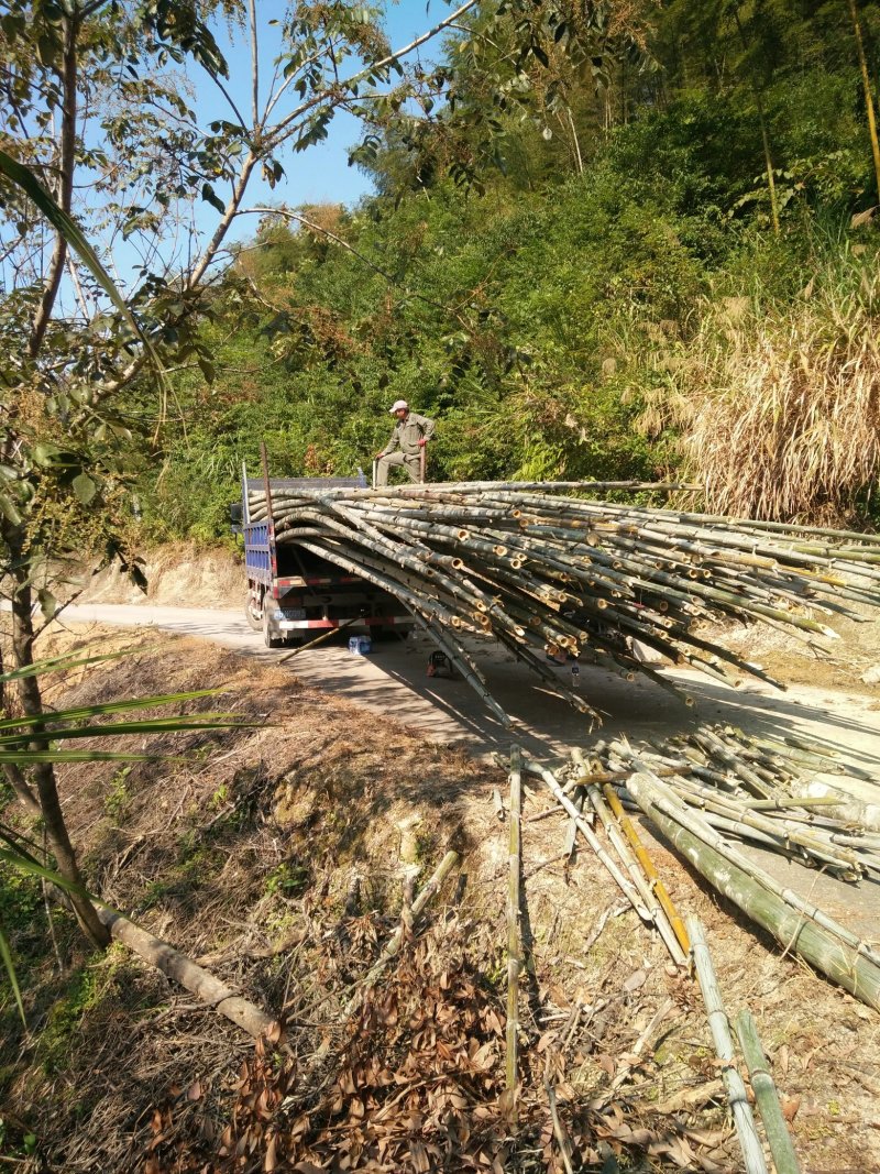 竹，毛竹，楠竹，可以按各种规格订制生产原竹