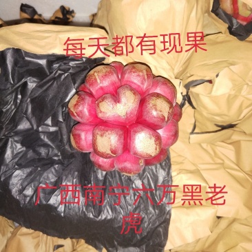 布福娜黑老虎果2023年10月新果包邮一件代发货架