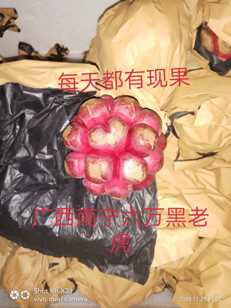 布福娜黑老虎果2023年10月新果包邮一件代发货架