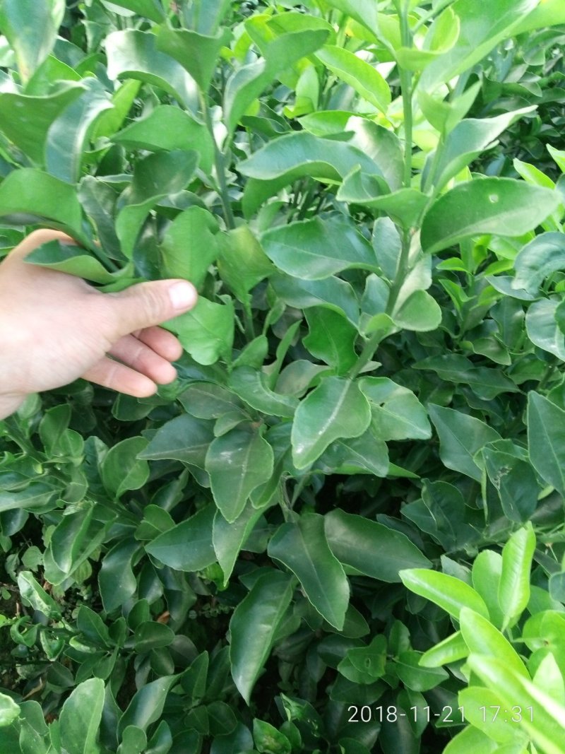 早熟砂糖橘枝条，诚信经营品质保证