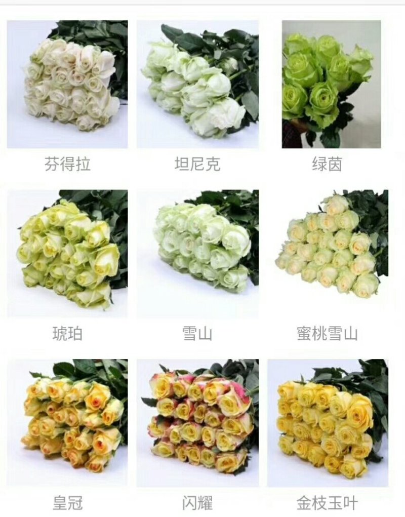 花卉种苗