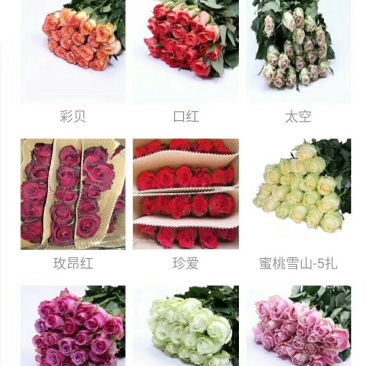 花卉种苗