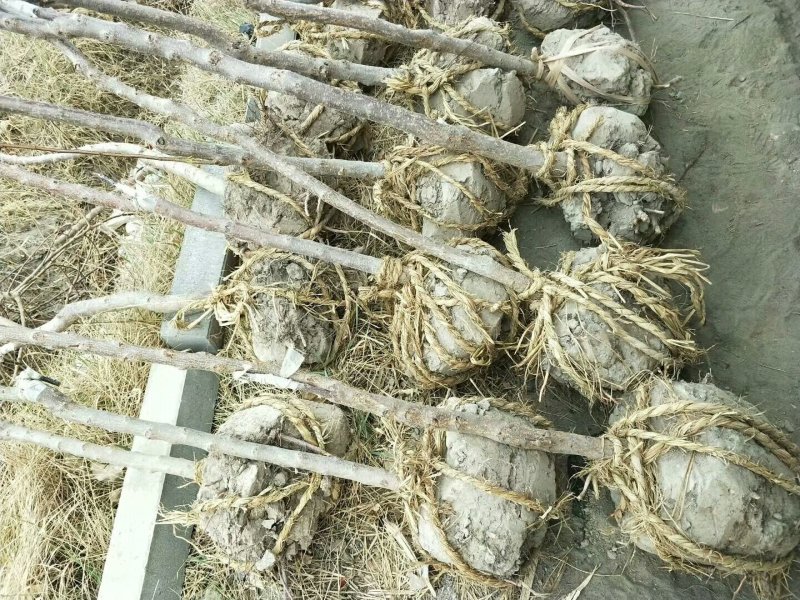 沙枣苗