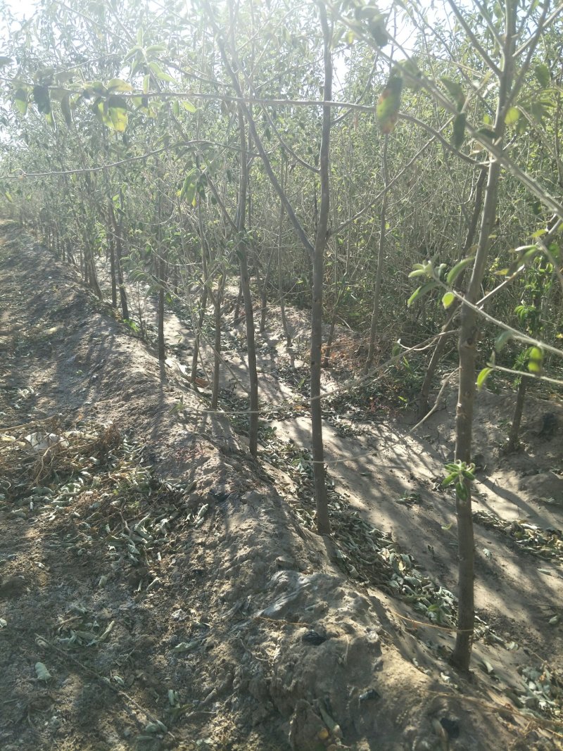 沙枣苗