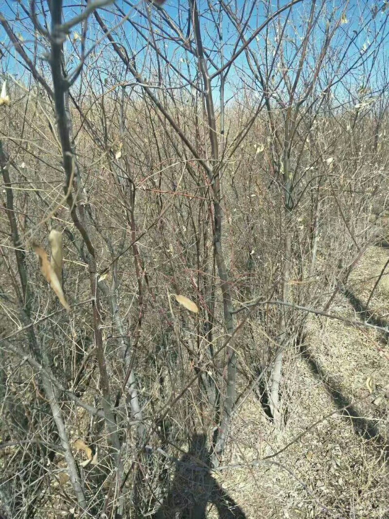 沙枣苗