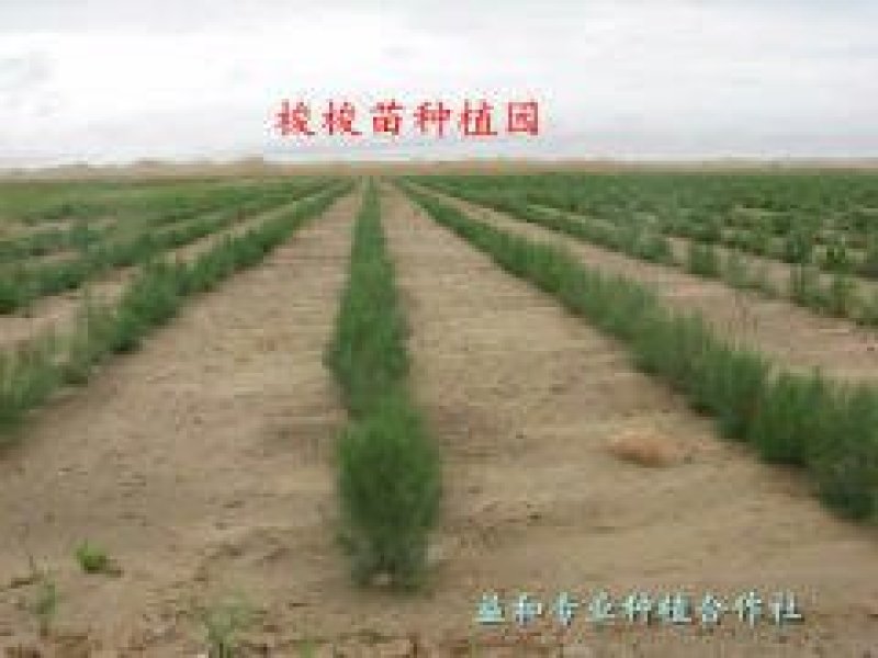梭梭苗