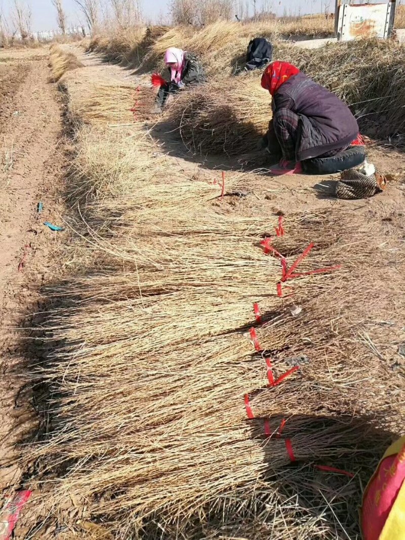 梭梭苗