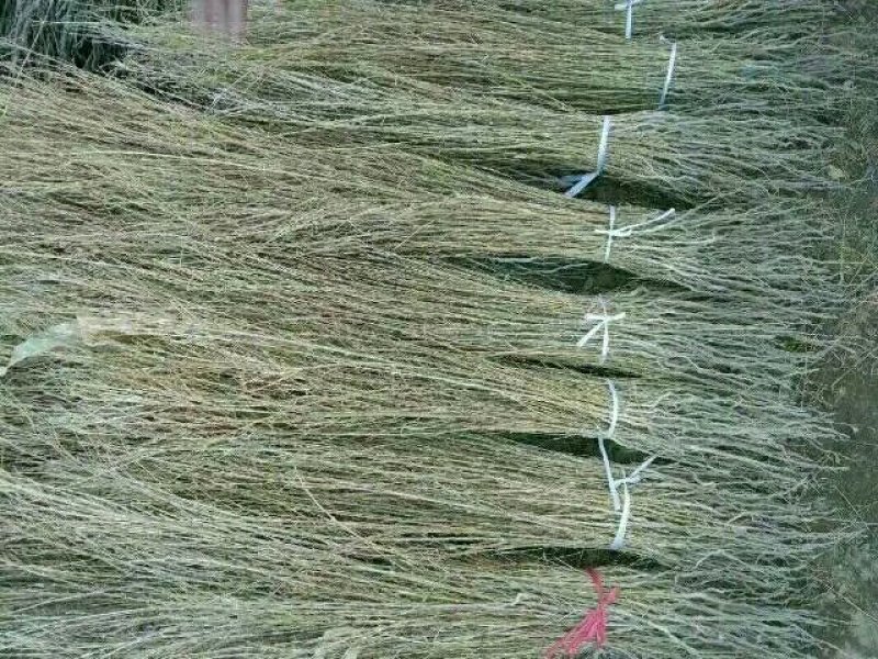 梭梭苗