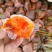 青州市王坟柿饼，裸饼霜饼