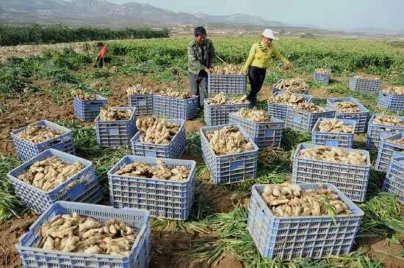 姜种山东姜种产地行情姜种批发产地直销值得信任