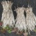 鱼腥草折耳根嫩芽折耳芽新货上市高品质蔬菜