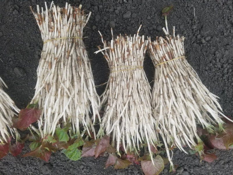 鱼腥草折耳根嫩芽折耳芽新货上市高品质蔬菜