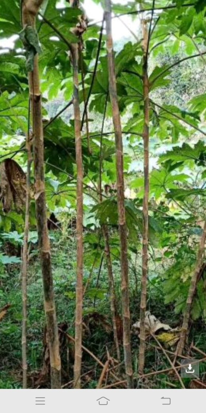通草