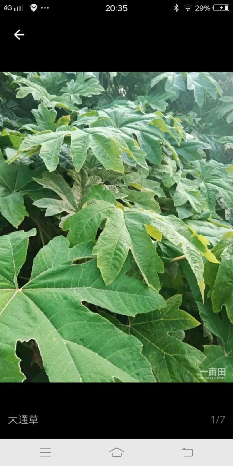 通草
