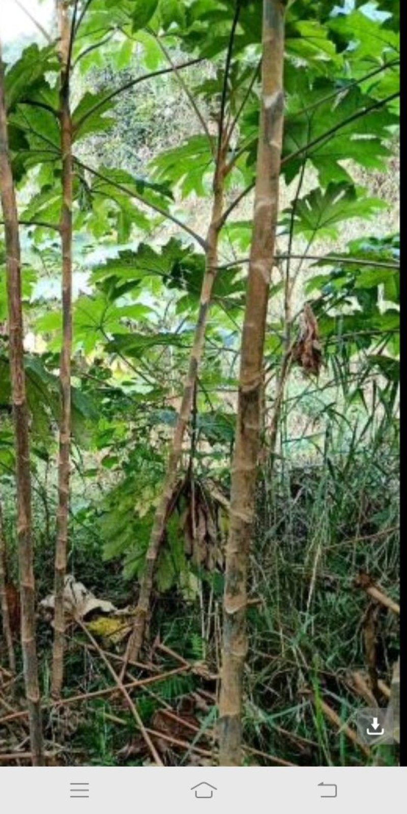 通草