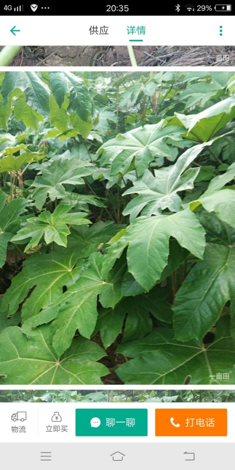 通草