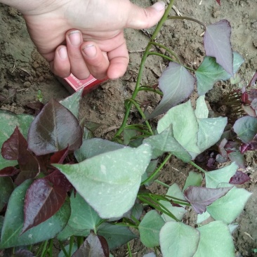供应西瓜红脱毒红薯苗批发价格便宜，农科院定点培育基地