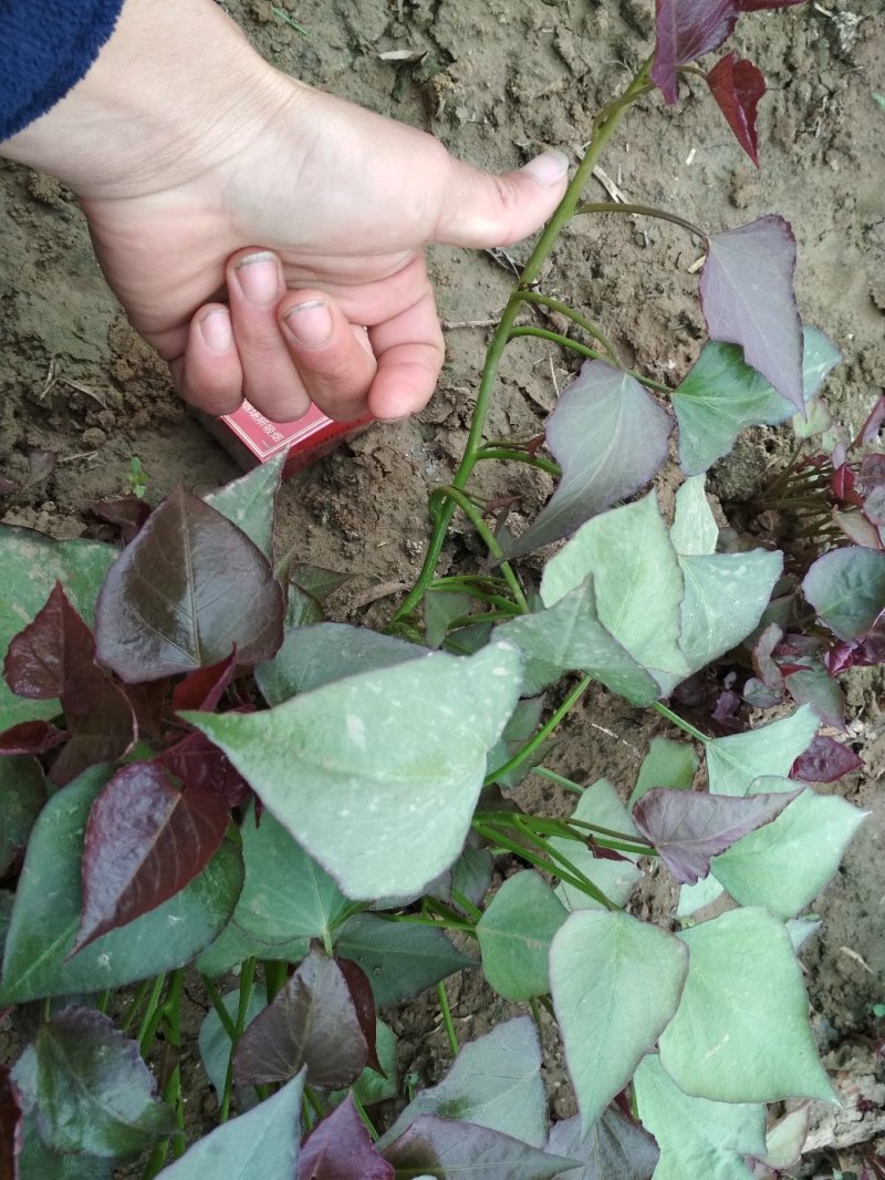 供应西瓜红脱毒红薯苗批发价格便宜，农科院定点培育基地