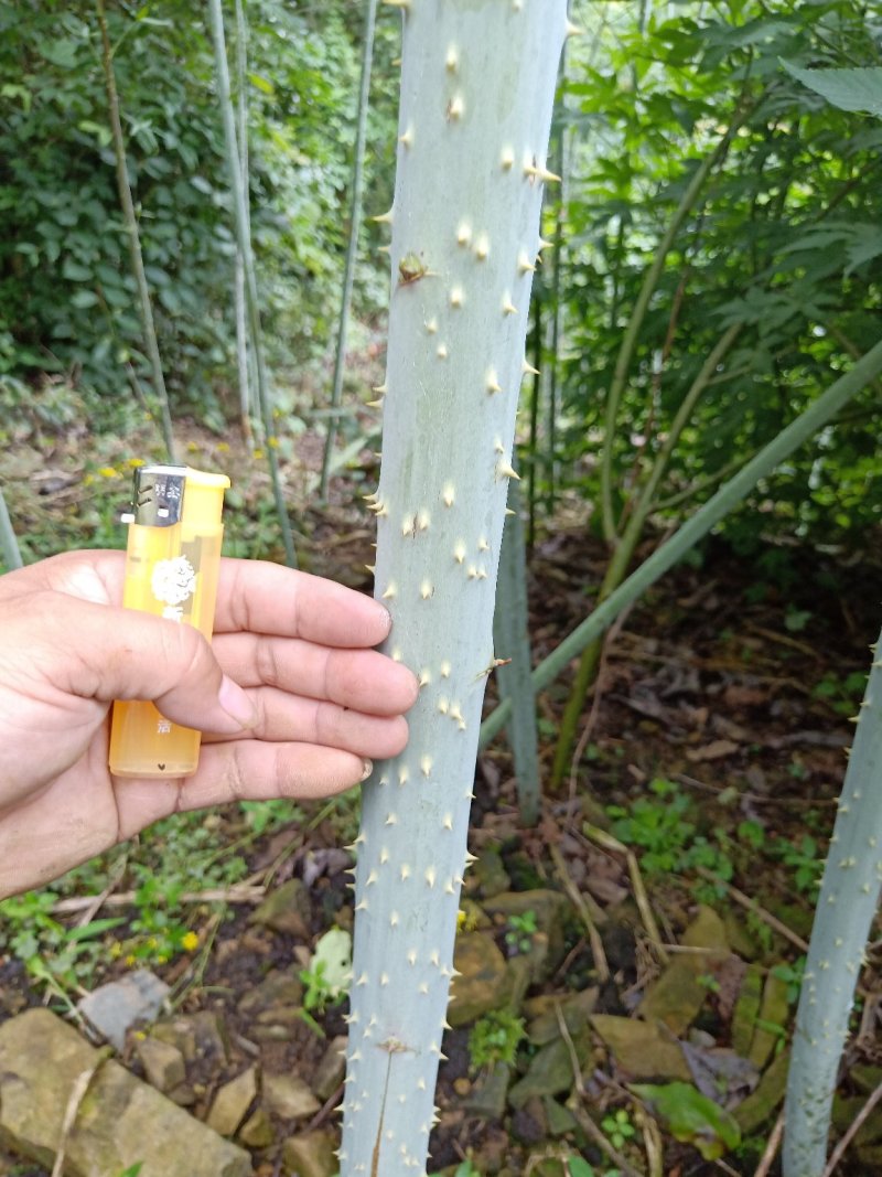 掌叶覆盆子野草莓根发苗粗壮挂果快产量可以