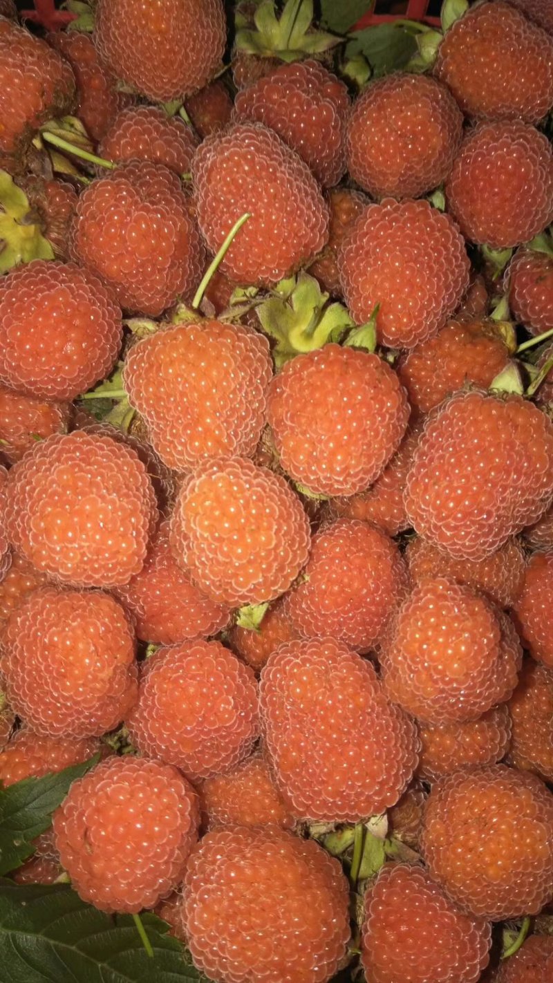 掌叶覆盆子野草莓根发苗粗壮挂果快产量可以