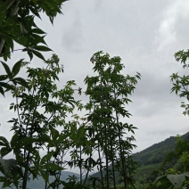 掌叶覆盆子野草莓根发苗粗壮挂果快产量可以