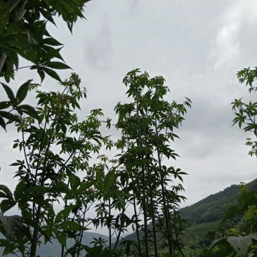 掌叶覆盆子野草莓根发苗粗壮挂果快产量可以