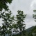 掌叶覆盆子野草莓根发苗粗壮挂果快产量可以