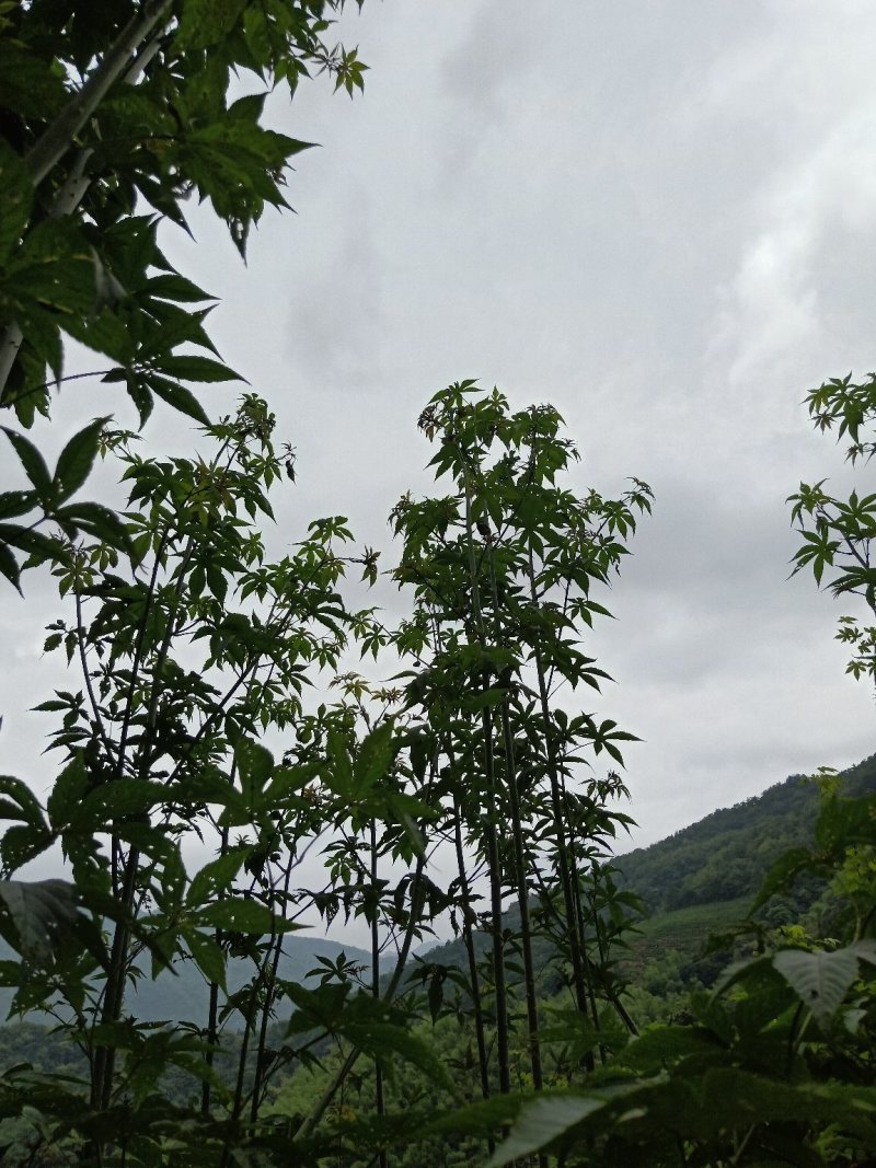 掌叶覆盆子野草莓根发苗粗壮挂果快产量可以