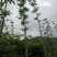掌叶覆盆子野草莓根发苗粗壮挂果快产量可以